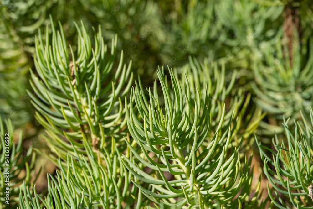 Close-up of Senecio Succulents (Ragworts) Close-up of Senecio Succulents (Ragworts)