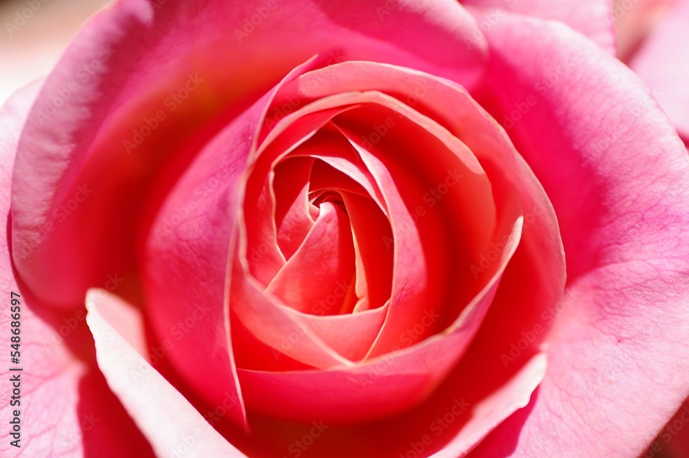 rose rose