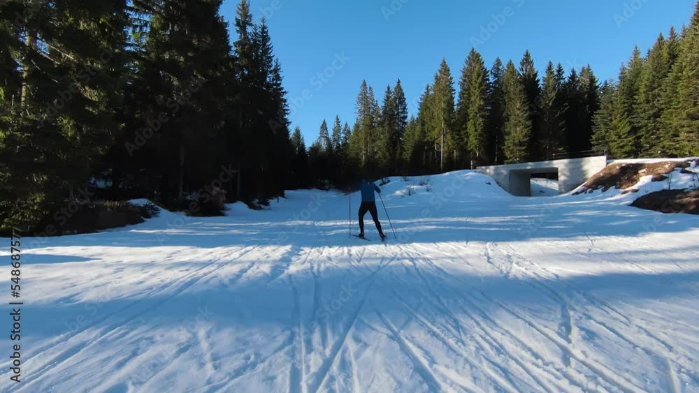 an athlete does cross country skiing workout on a beautiful morning along snowy track among bare trees by evergreen forest aerial backside view. an athlete does cross country skiing workout on a beautiful morning along snowy track among bare trees by evergreen forest aerial backside view.