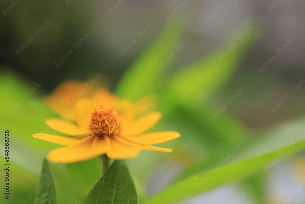 Beautiful yellow flowers on blurred background with bokeh and copy space. Autumn or summer festive natural background. Beautiful yellow flowers on blurred background with bokeh and copy space. Autumn or summer festive natural background.