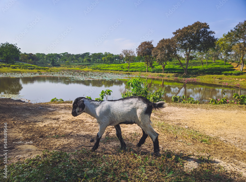 Goat Close-up photo on the tea plantation background at Sreemangal tea garden, Bangladesh. The beauty of Bangla. Goat Close-up photo on the tea plantation background at Sreemangal tea garden, Bangladesh. The beauty of Bangla.
