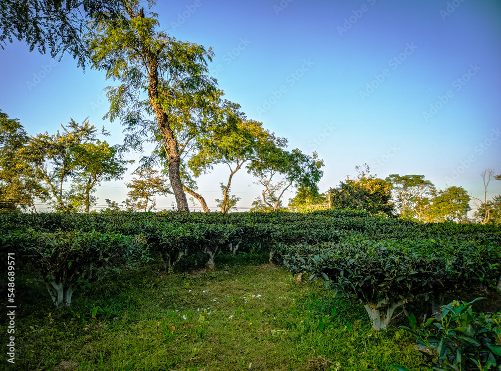 Tea plantations in Sreemangal tea garden, Bangladesh. Beautiful tea plantations landscape beauty.