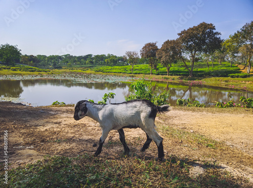 Photography Goat Close-up photo on the tea plantation background at Sreemangal tea garden, Bangladesh