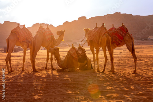 Landscape with camels in Wadi Rum desert, Jordan