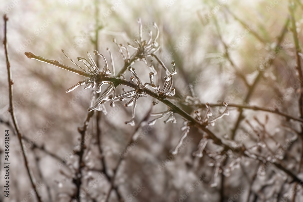 Tree branches with a layer of ice on it during freezing rain in winter, frostbite and environment, weather