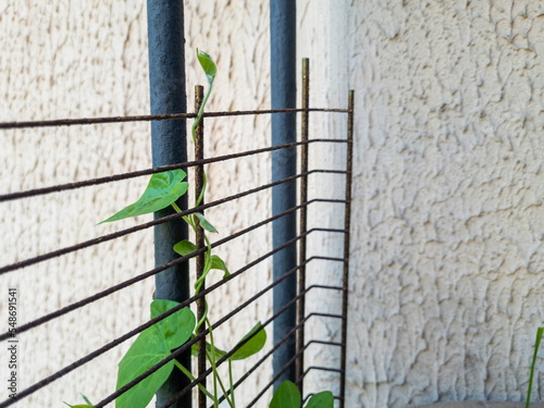 A young green sprout of a climbing plant reaches up on the balcony. Garden bindweed in a flower pot on a sunny terrace. Home gardering.