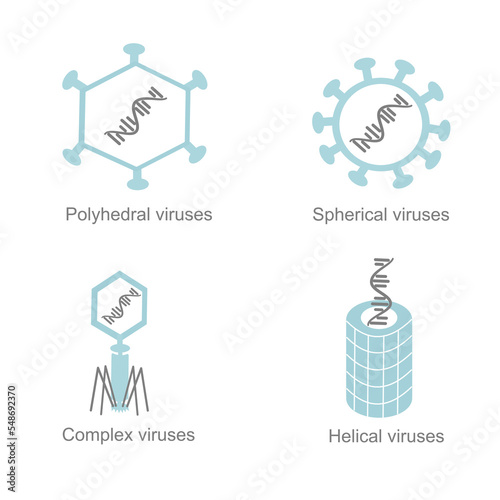 The type of viruses followed by the structural that showing in 4 groups: Polyhedral, Spherical, Helical and Complex viruses.