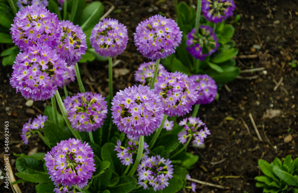 Obraz premium Blooming decorative onion in the garden in summer.