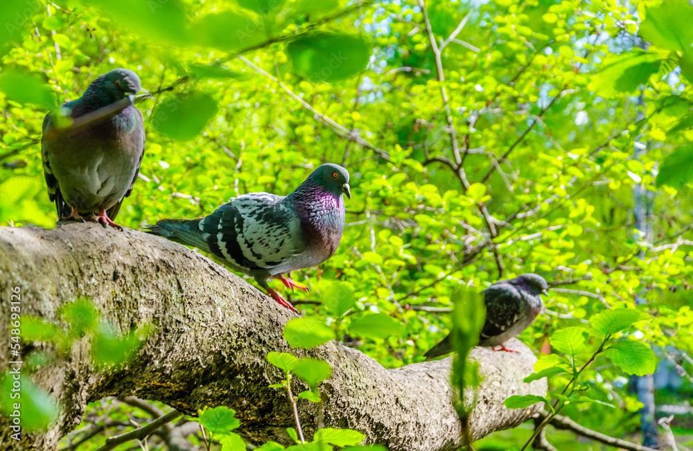 Obraz premium Pigeons on a tree branch on a summer day.