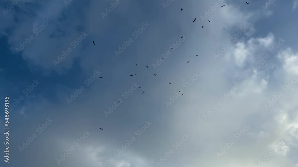 Looking Up At Group Of Black Birds Circling High Above Against Cloudy Blue Sky Looking Up At Group Of Black Birds Circling High Above Against Cloudy Blue Sky