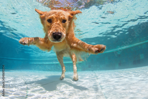 Underwater funny photo of golden labrador retriever in swimming pool
