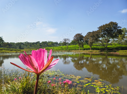 Lake of Lotus flower Close-up photo on the tea plantation background at Sreemangal tea garden, Bangladesh. The beauty of Bangla. Concept of beverage and relaxation. photo