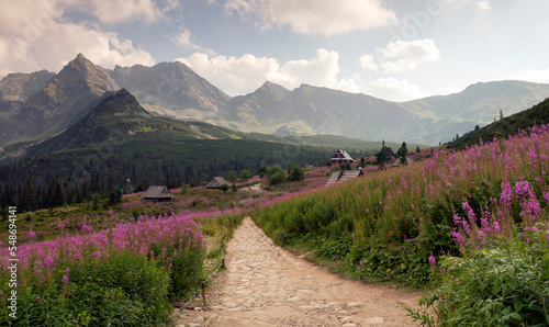 Fototapeta Naklejka Na Ścianę i Meble -  Hala Gasienicowa in the Tatra Mountains, Mountain landscape in bloom (Epilobium angustifolium).