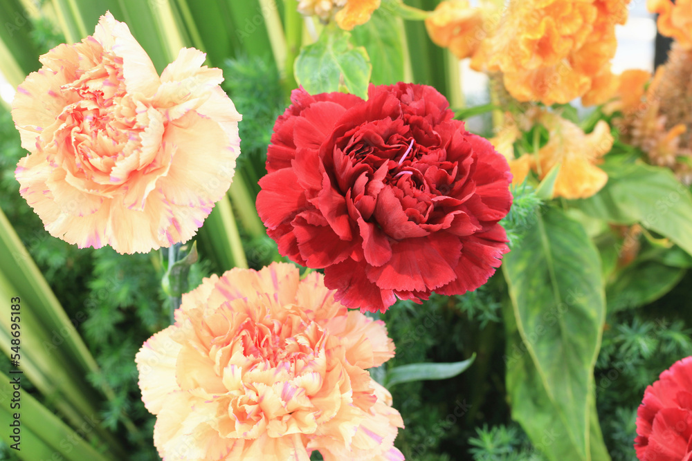 blooming colorful Carnation,Clove Pink flowers,close-up of beautiful red and orange Carnation flowers blooming in the garden 
