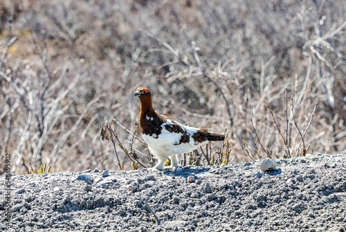Canvas Print Willow ptarmigan (Lagopus lagopus) in Denali Park, Alaska