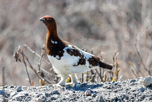 Willow ptarmigan (Lagopus lagopus) in Denali Park, Alaska photo