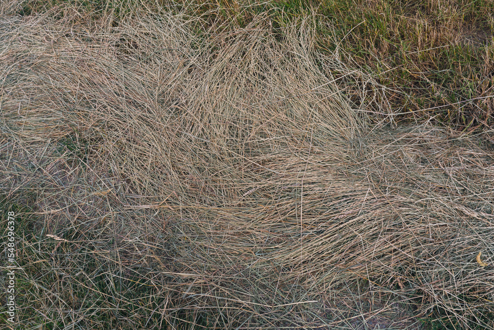 Auf Feld trockenes Heu, Gras, Ernte Auf Feld trockenes Heu, Gras, Ernte