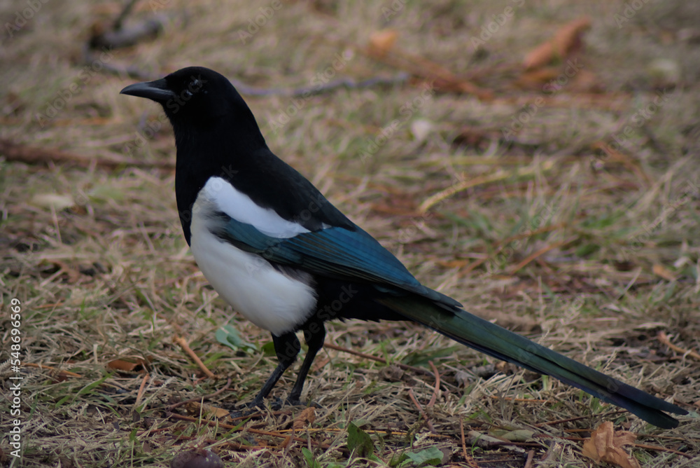 Pica pica. Magpie on the grass Pica pica. Magpie on the grass