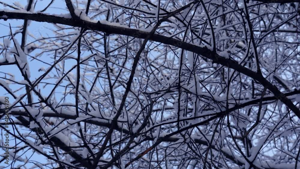 winter day. branches with snow against the sky winter day. branches with snow against the sky