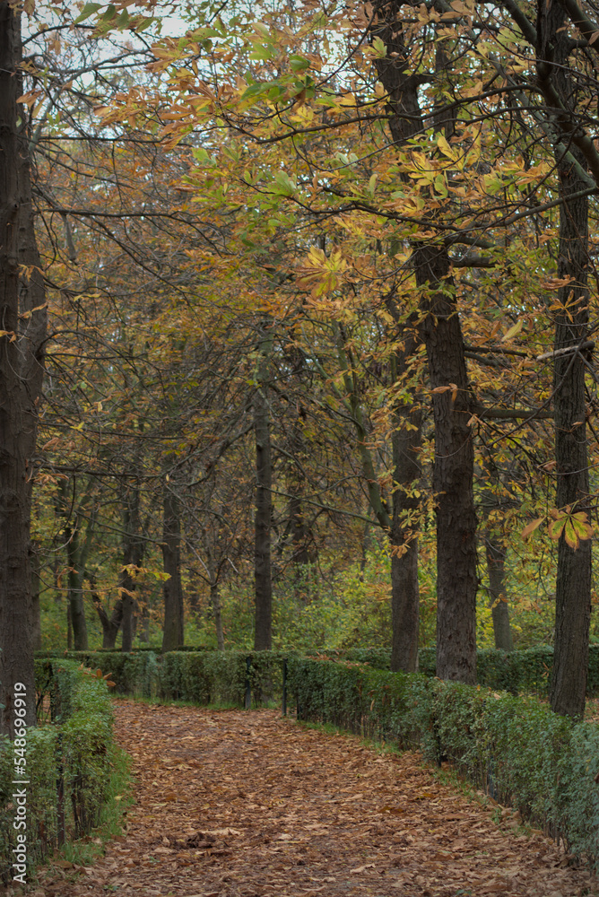 Fall trail in a park Fall trail in a park