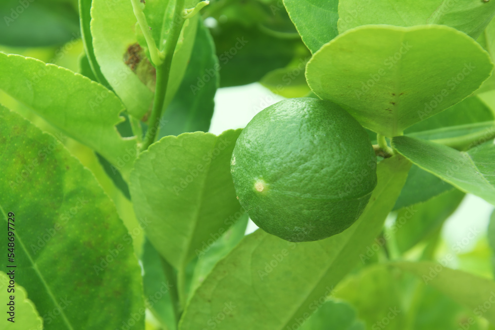 Green limes on the lime tree (Citrus aurantifolia), they are closely related to lemon. It has a sour taste and is an excellent source of vitamin C. Green limes on the lime tree (Citrus aurantifolia), they are closely related to lemon. It has a sour taste and is an excellent source of vitamin C.
