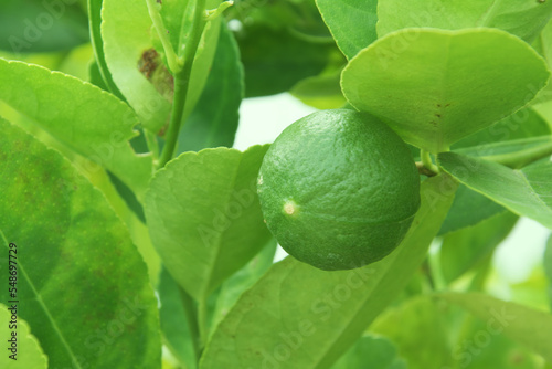 Green limes on the lime tree (Citrus aurantifolia), they are closely related to lemon. It has a sour taste and is an excellent source of vitamin C.