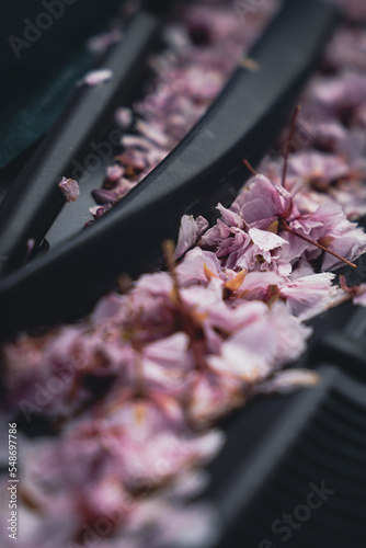 Cherry Blossoms on a car windshield