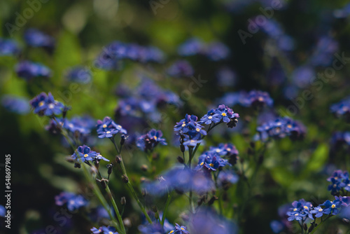Macro of slowers in the sunlight