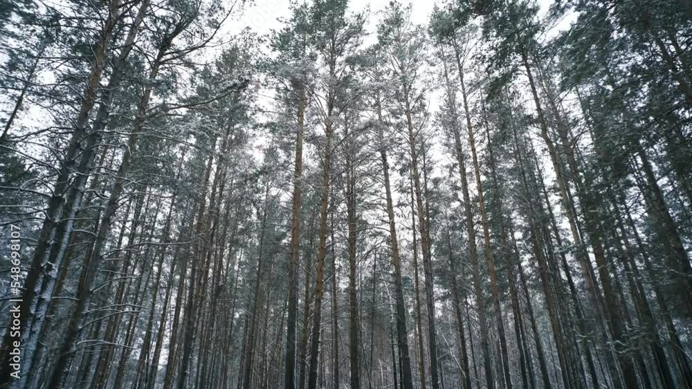 Tracking shot in motion of beautiful landscape winter forest. Tracking shot in motion of beautiful landscape winter forest.