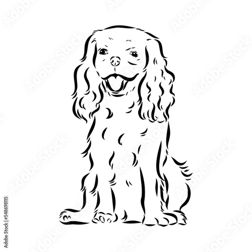 Cavalier King Charles Dog Vector Image Silhouette