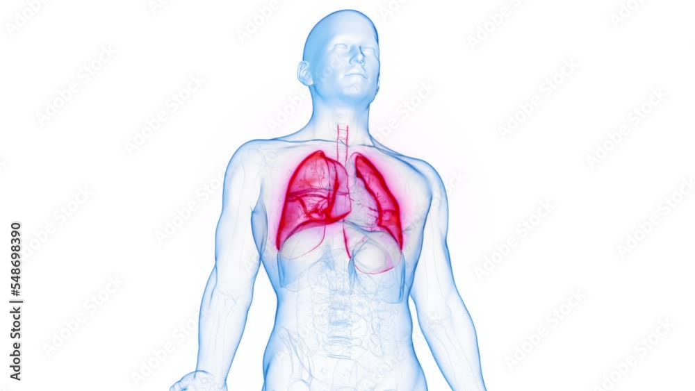 3d rendered medical animation of a man during the respiratory cycle