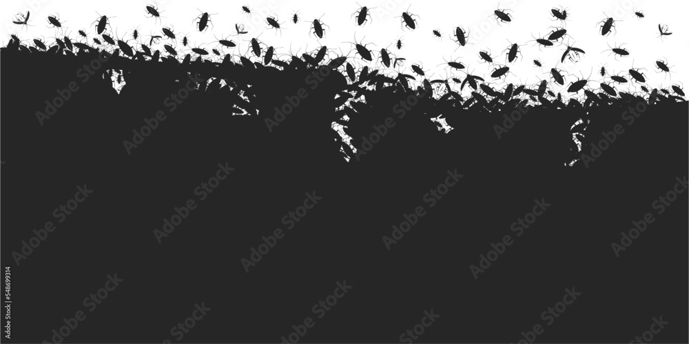 Cockroaches insect white background, top view beetles pests. Parasite contamination Cockroaches insect white background, top view beetles pests. Parasite contamination