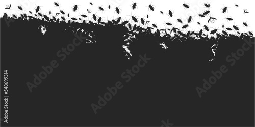 Cockroaches insect white background, top view beetles pests. Parasite contamination