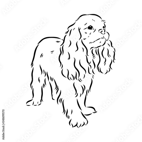 Cavalier King Charles Dog Vector Image Silhouette