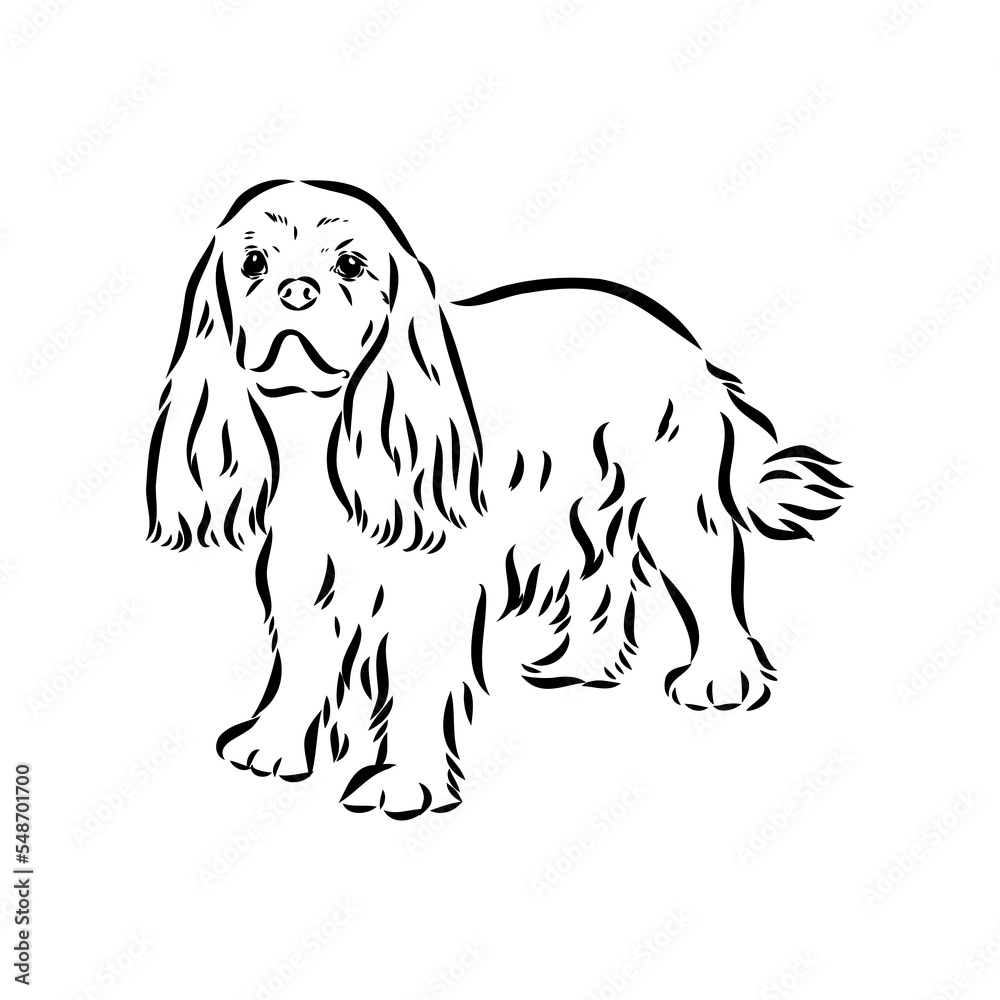 Cavalier King Charles Dog Vector Image Silhouette Cavalier King Charles Dog Vector Image Silhouette