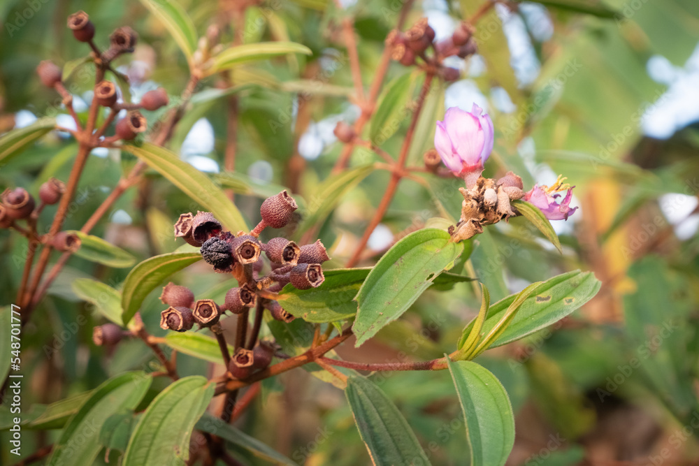 selective focus on wild plants in Indonesian called senggani, usually also used as ornamental plants and can be efficacious as herbal medicine, such as treating canker sores and stopping bleeding selective focus on wild plants in Indonesian called senggani, usually also used as ornamental plants and can be efficacious as herbal medicine, such as treating canker sores and stopping bleeding