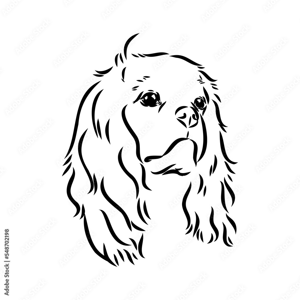 Cavalier King Charles Dog Vector Image Silhouette Cavalier King Charles Dog Vector Image Silhouette