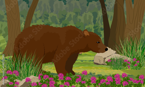 A brown bear walks through a dark forest with flowering plants and tall trees. Realistic Vector Landscape