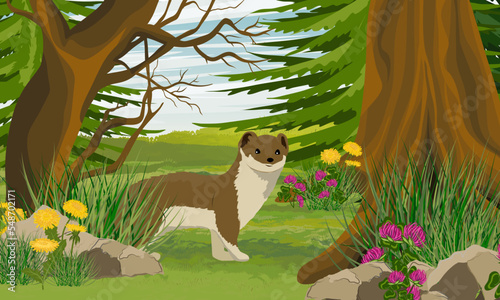 Summer brown ermine in the forest. Wild animals of the arctic. Mustela erminea. Realistic vector landscape