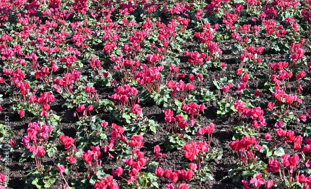 Fondo natural con multitud de plantas con flores de tonos rojos y hojas de color verde Fondo natural con multitud de plantas con flores de tonos rojos y hojas de color verde