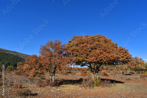 Holm oaks (Quercus ilex) dr...
