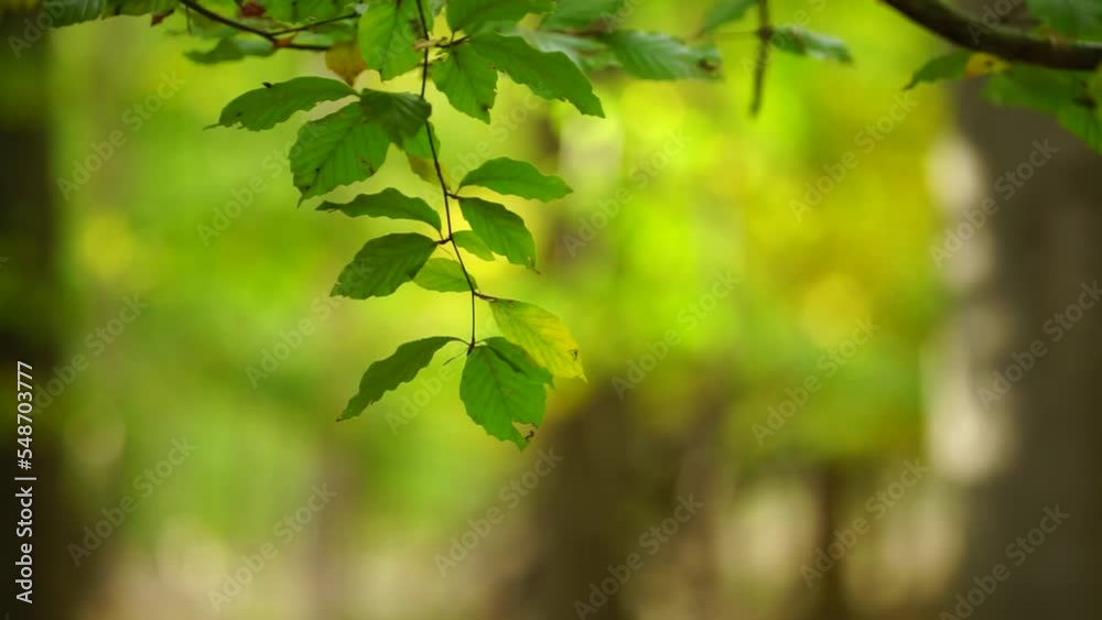 twig with green leaves in the autumn wind twig with green leaves in the autumn wind