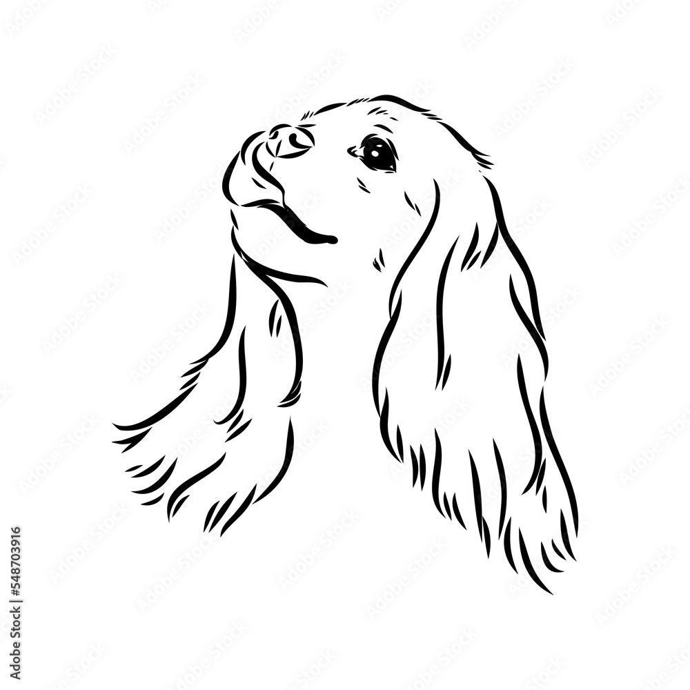 Fototapeta premium Cavalier King Charles Dog Vector Image Silhouette