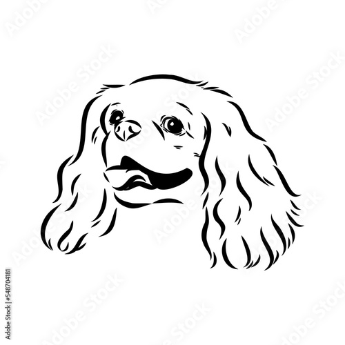 Cavalier King Charles Dog Vector Image Silhouette