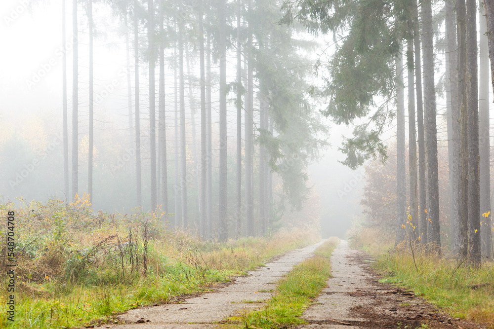 Obraz premium Foggy morning in the forest. Autumn landscape.