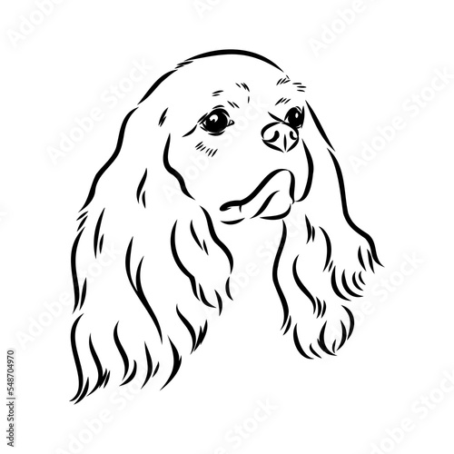 Cavalier King Charles Dog Vector Image Silhouette