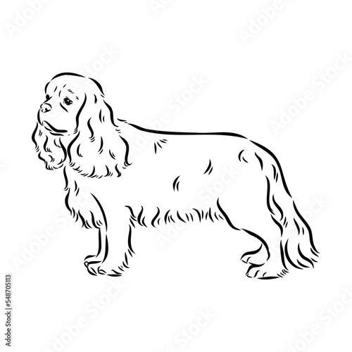 Cavalier King Charles Dog Vector Image Silhouette