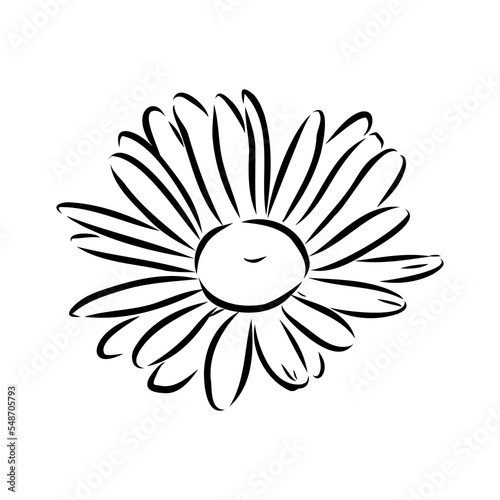 Daisy flower line art drawing. Vector hand drawn engraved illustration. Wild Chamomile black ink sketch. Wild botanical garden bloom. Great for tea packaging, label, icon, greeting cards, decor