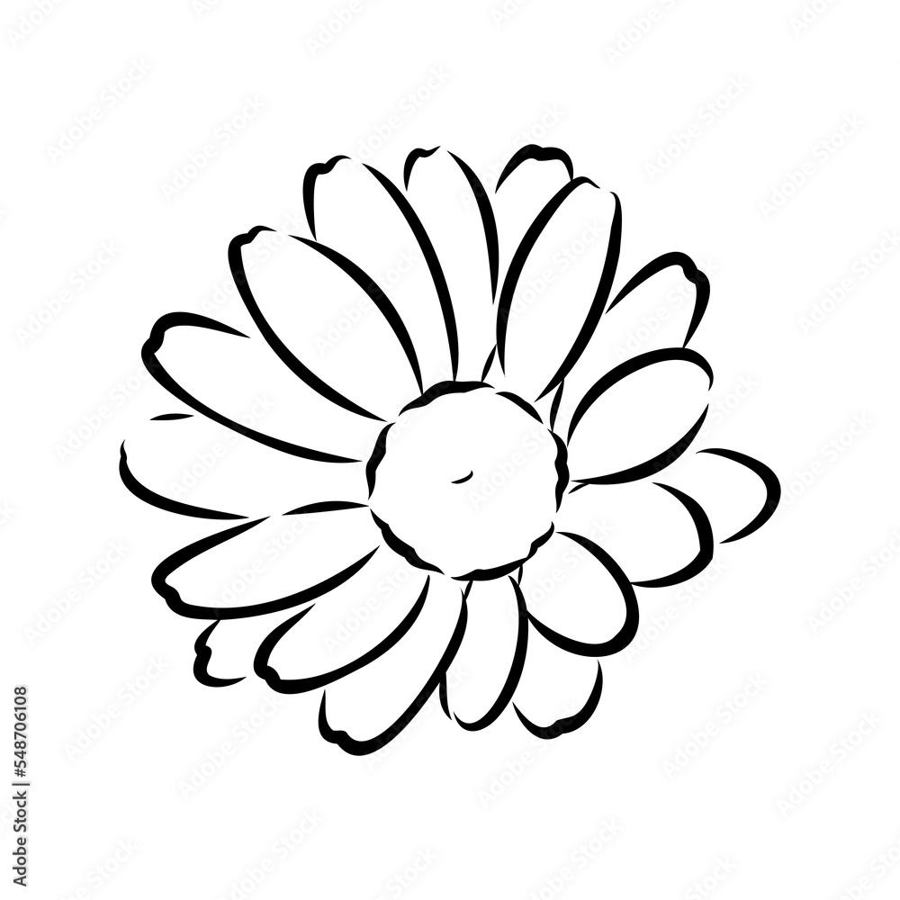 Daisy flower line art drawing. Vector hand drawn engraved illustration. Wild Chamomile black ink sketch. Wild botanical garden bloom. Great for tea packaging, label, icon, greeting cards, decor Daisy flower line art drawing. Vector hand drawn engraved illustration. Wild Chamomile black ink sketch. Wild botanical garden bloom. Great for tea packaging, label, icon, greeting cards, decor