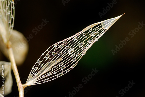 Dry leaf of Ruscus aculeatus photo